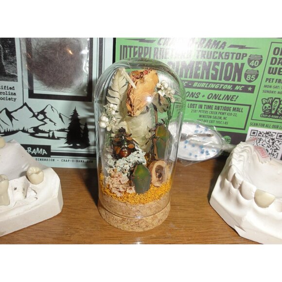 June Bug Sitting In Pinecone Throne Oddity Jar curiosity dome insect taxidermy - Picture 5 of 14